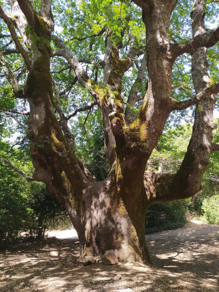 Foto 4 Rovere secolare lungo il Sentiero degli alberi monumentali di Pomieri sulle Madonie BREVE GUIDA AGLI ALBERI DI SICILIA