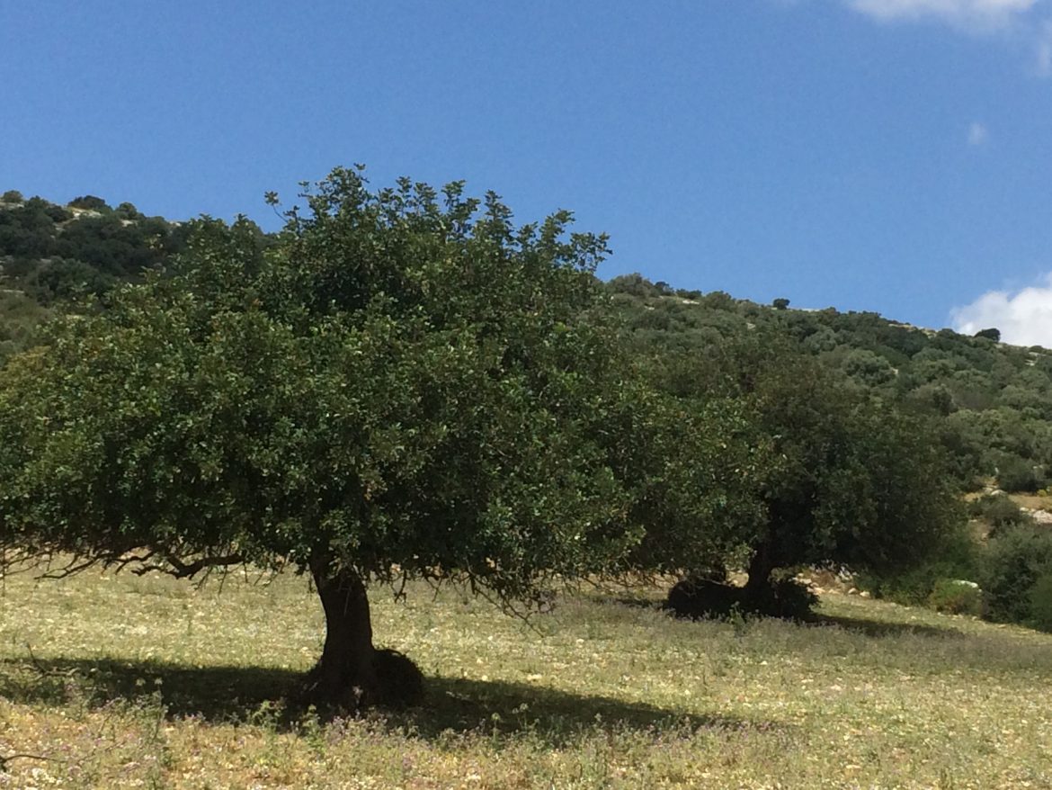 Foto – 6,7 _ Vegetazione parallela alla superficie del terreno
