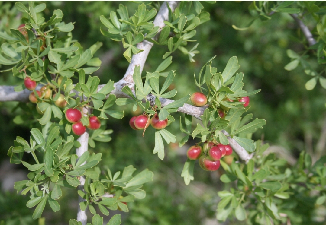 tempFileForShare_20240803-165900