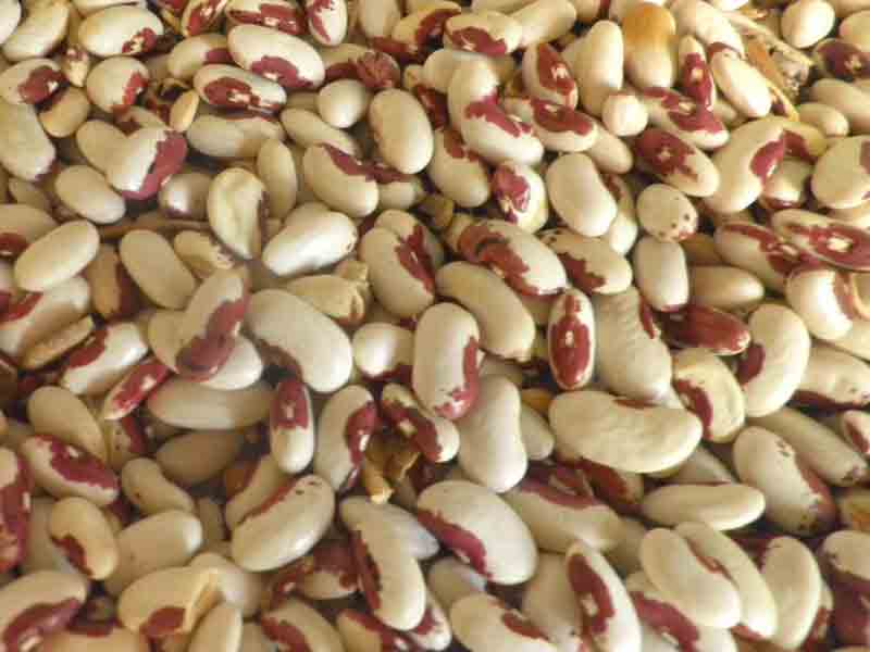 foto copertine – fagiolo cosaruciaru