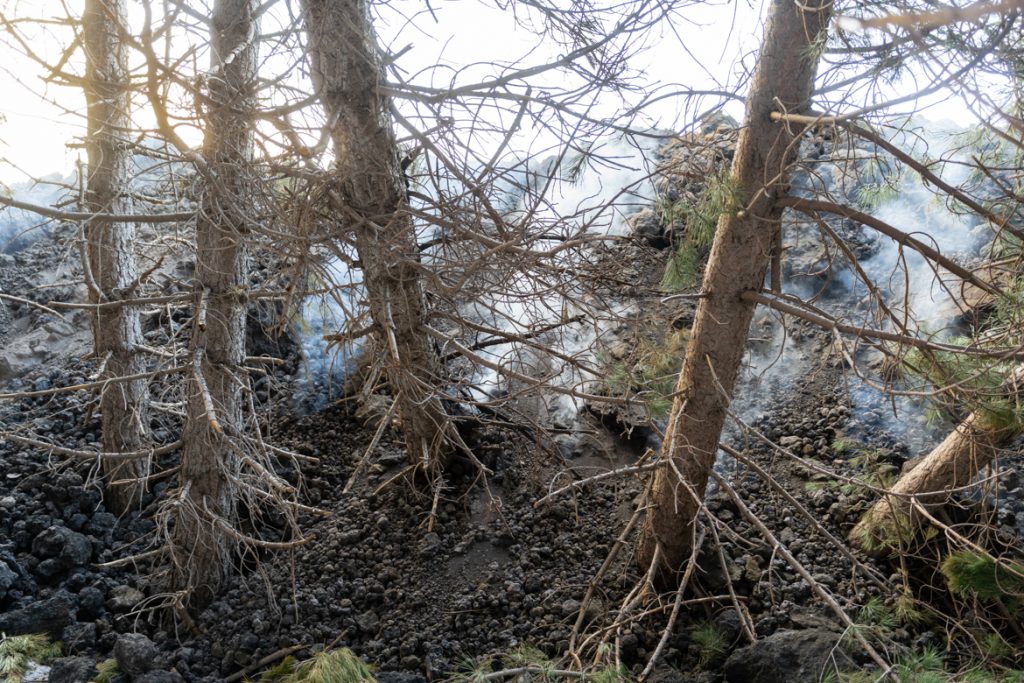 Lava che abbatte degli alberi