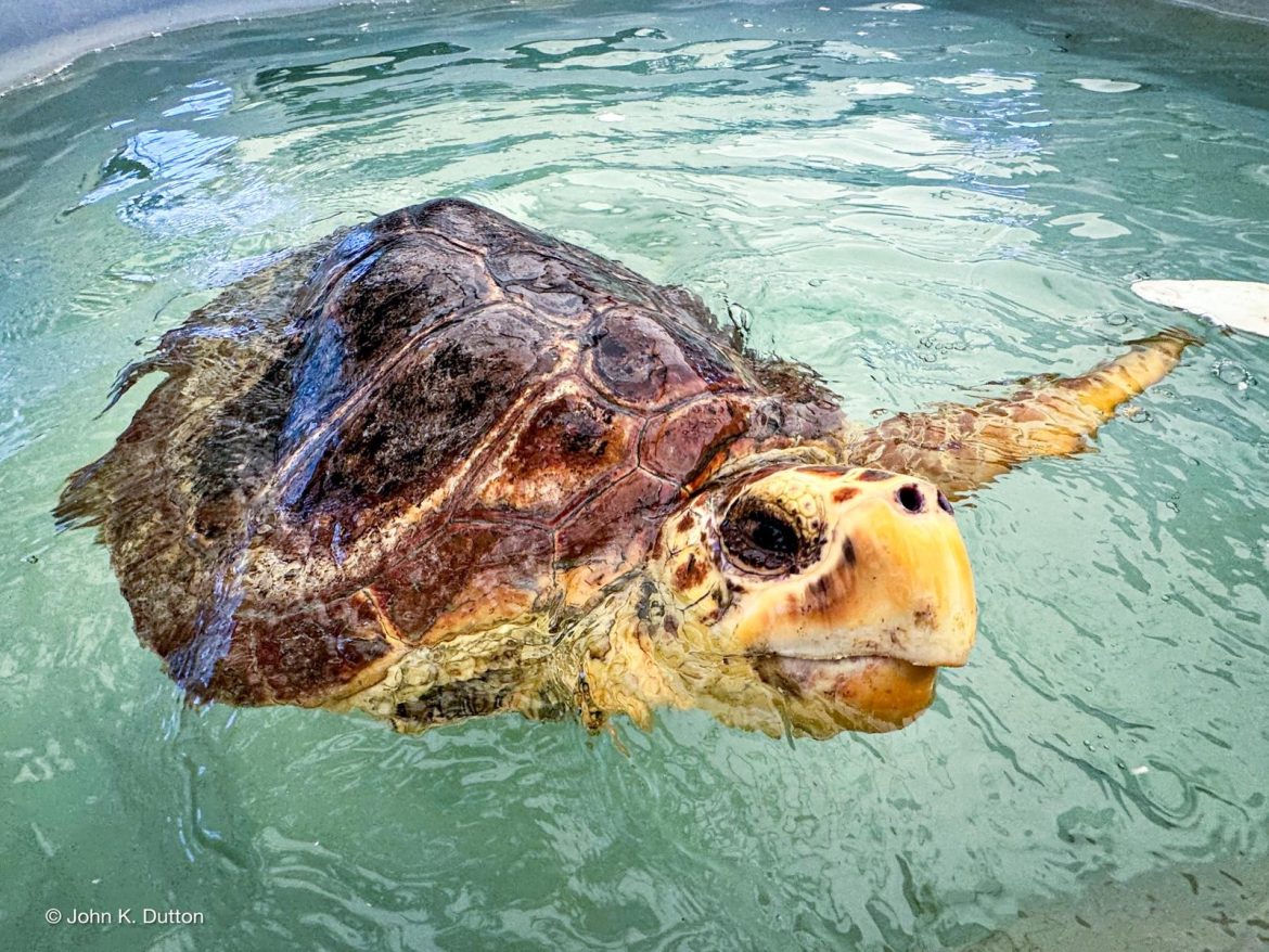 tarta operata in vasca